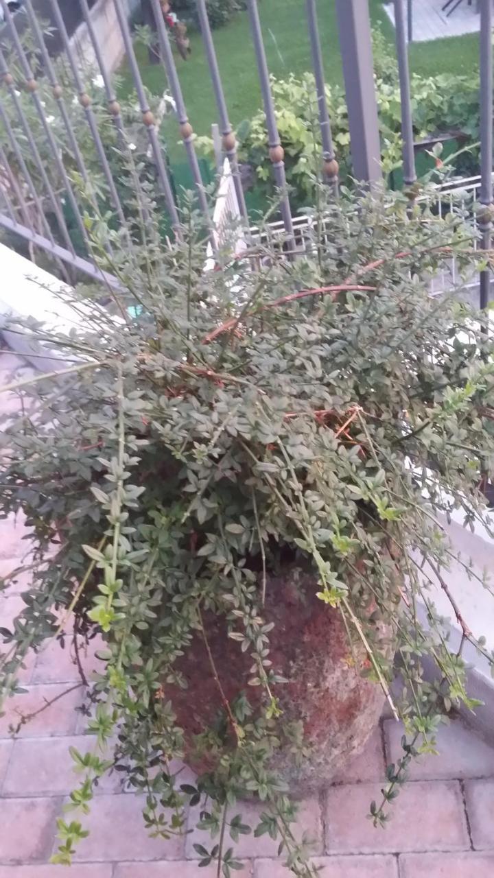 La Casa Del Grillo 1 Bed and Breakfast Αόστα Εξωτερικό φωτογραφία