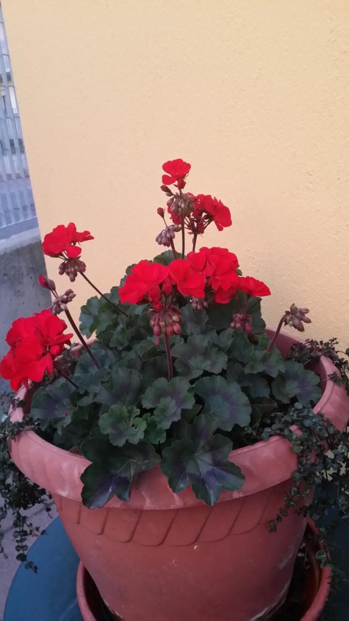La Casa Del Grillo 1 Bed and Breakfast Αόστα Εξωτερικό φωτογραφία